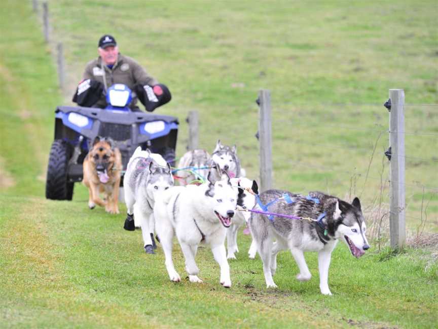 Timberline Racing Siberian Huskies, Taupo, New Zealand