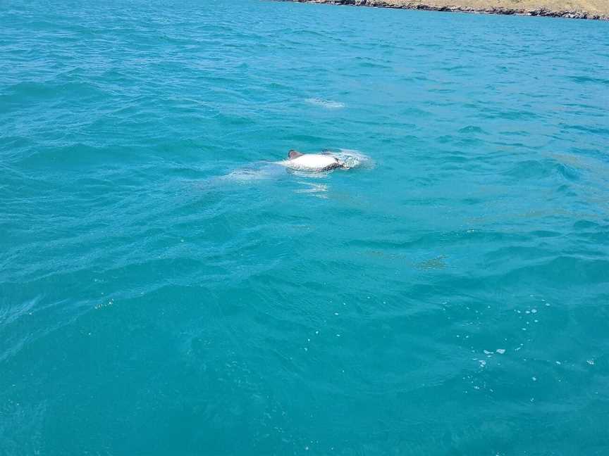 Onuku Farm Hostel Dolphin Swimming, Akaroa, New Zealand