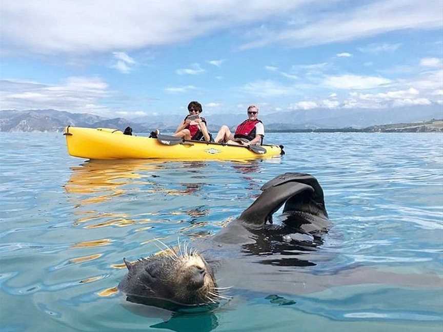 Seal Kayak Kaikoura, Kaikoura, New Zealand