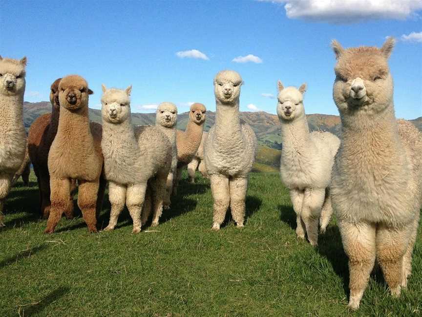 Shamarra Alpaca Farm Tours, Akaroa, New Zealand