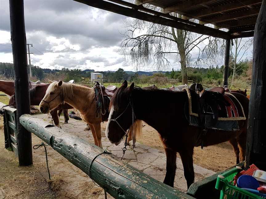 Taupo Horse Treks, Taupo, New Zealand