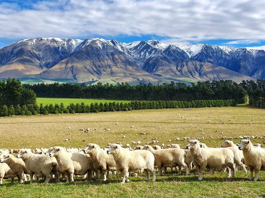 Benlea - Sheep & Cattle Farm Tours & Benlea Cottage, Windwhistle, New Zealand