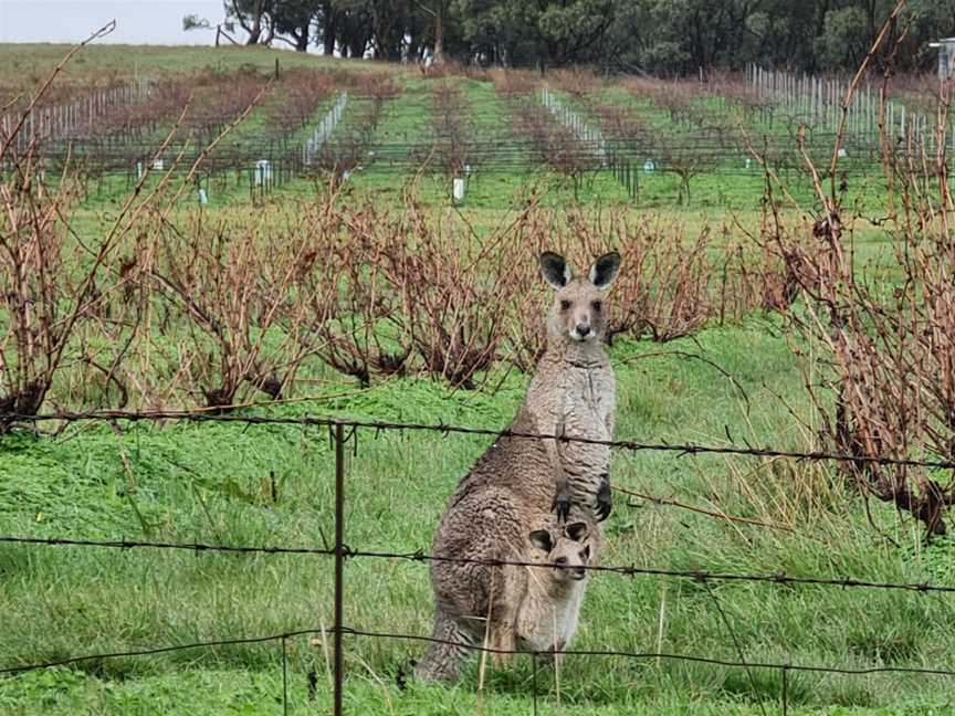Authentic Australia, take a wine tour in the Clare Valley