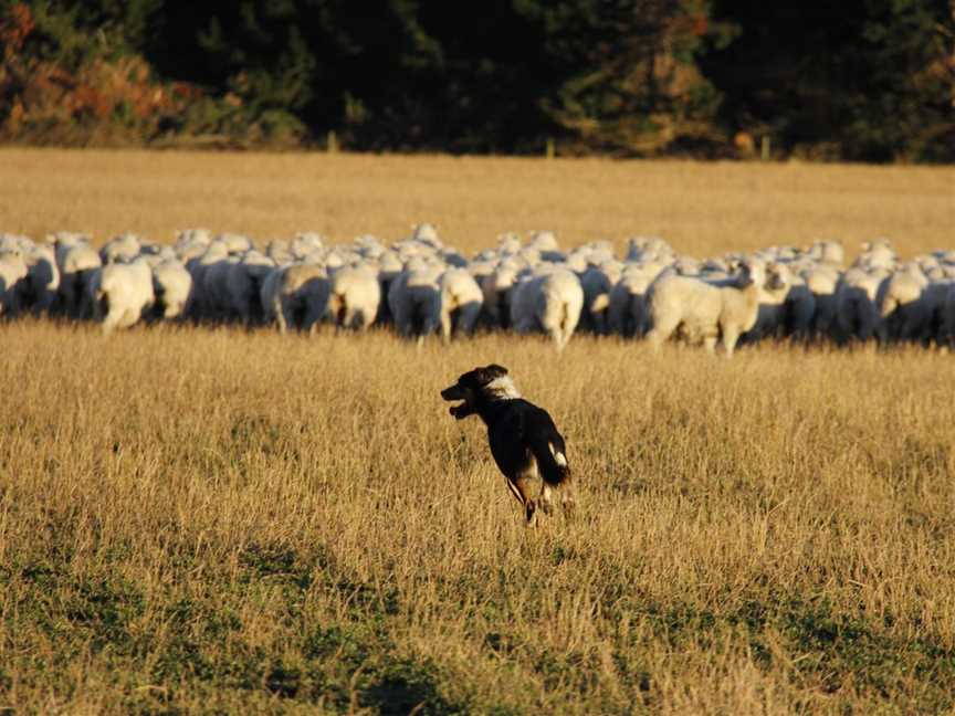 Benlea - Sheep & Cattle Farm Tours & Benlea Cottage, Tours in Windwhistle