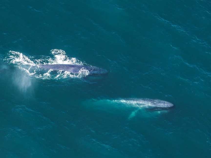 Whale Watch Flights | Air Kaikoura, Tours in Peketa