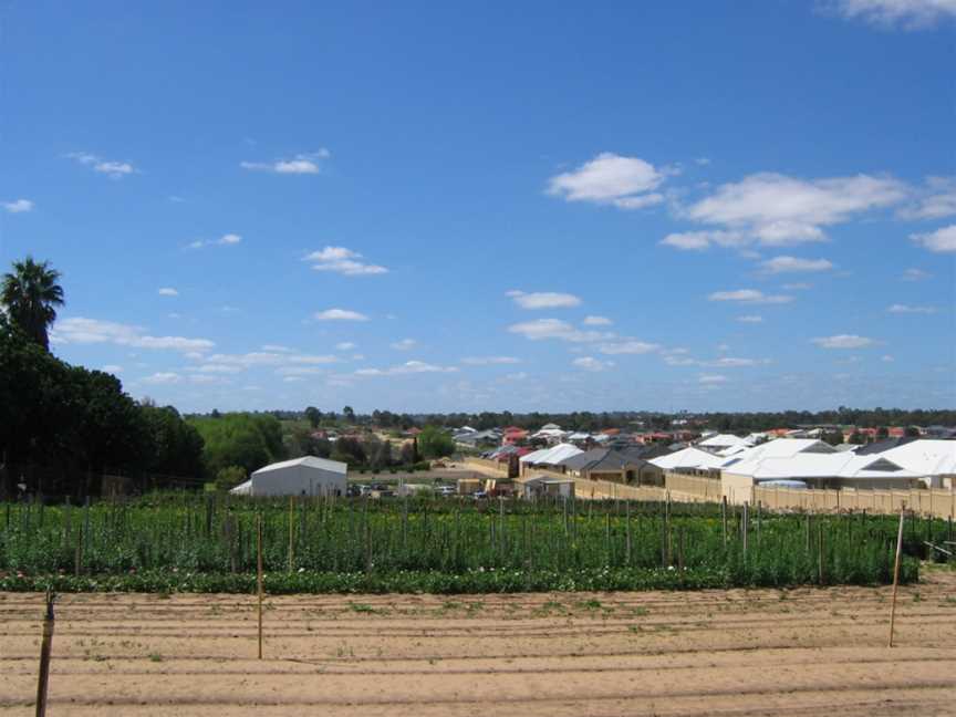 Gwelup agricultural.jpg