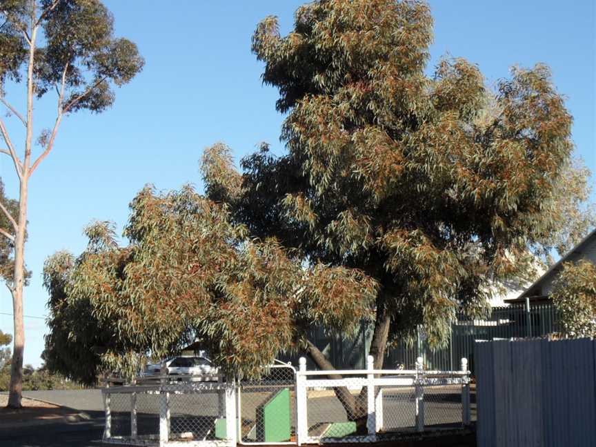 Hannan's Tree Kalgoorlie