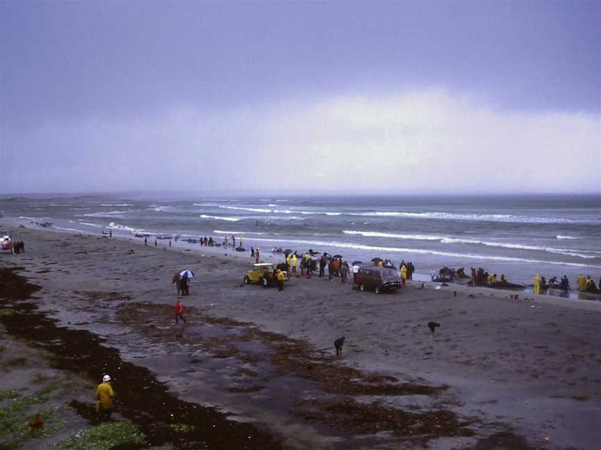 1986beachedwhalesin Flinders Bay(5)