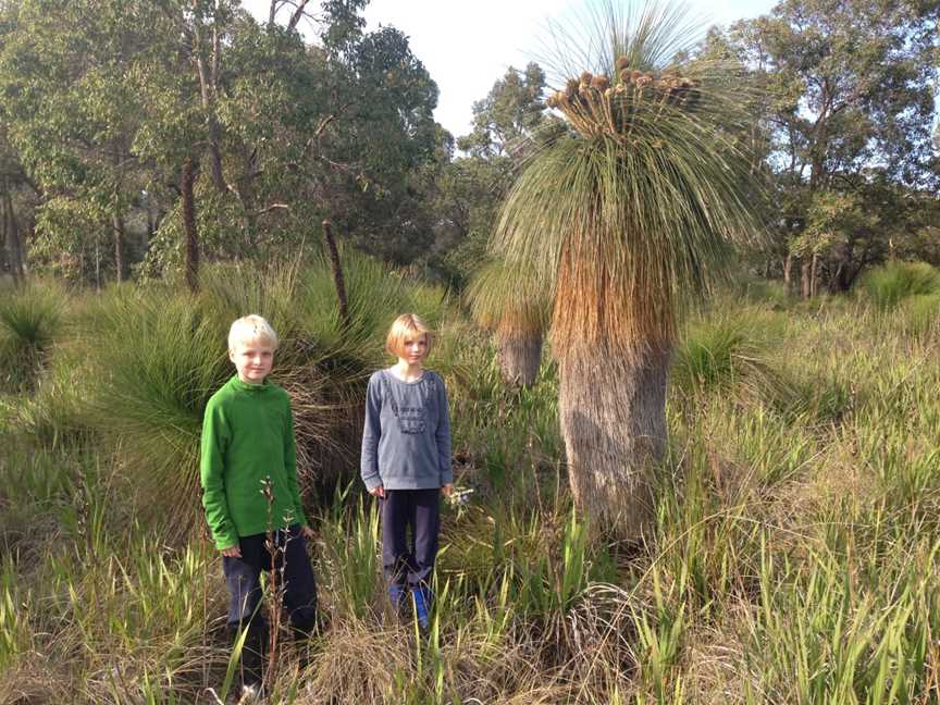 20150804 Grass Trees( Fletcher Park)