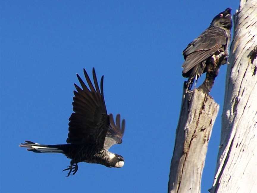 Pair of short-billed black cockatoos; one perched in a tree, the other flying towards it