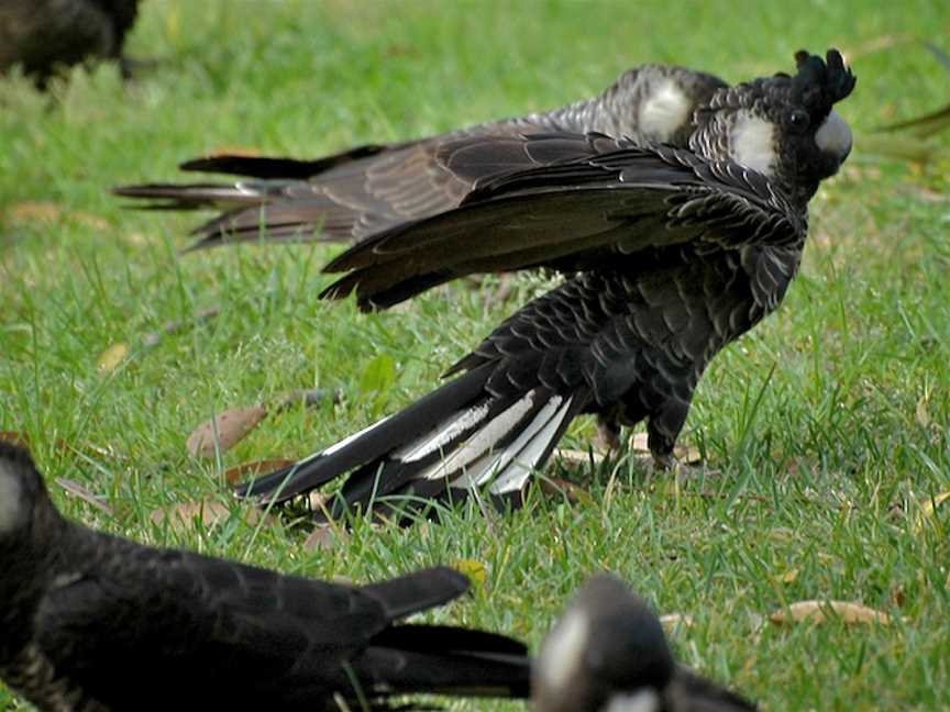 Short Billed Black Cockatoo Wings