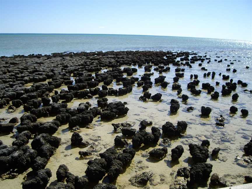 Stromatolitesin Shark Bay