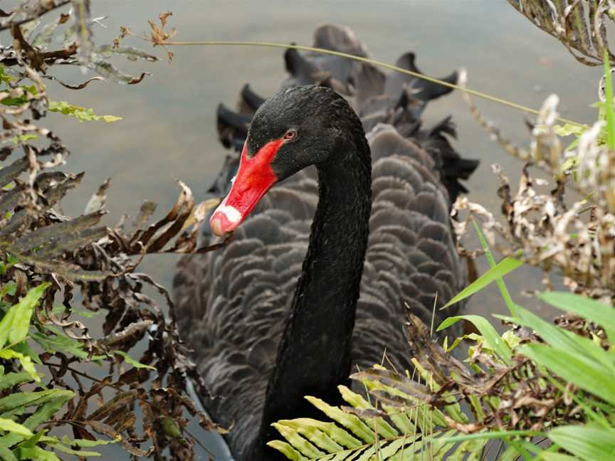 Black-Swan-20071101-003.jpg