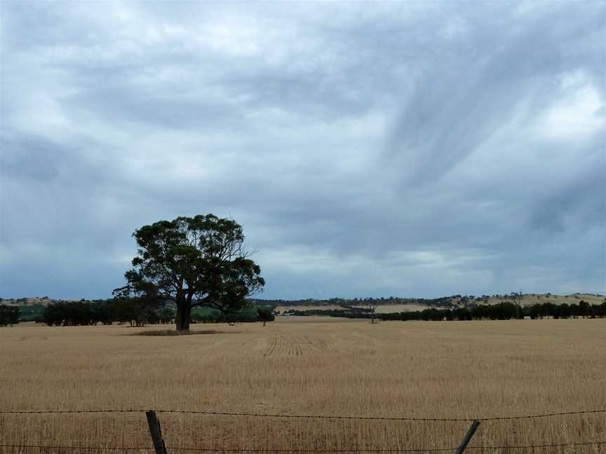 Wheat Country, Central Victoria. - panoramio.jpg