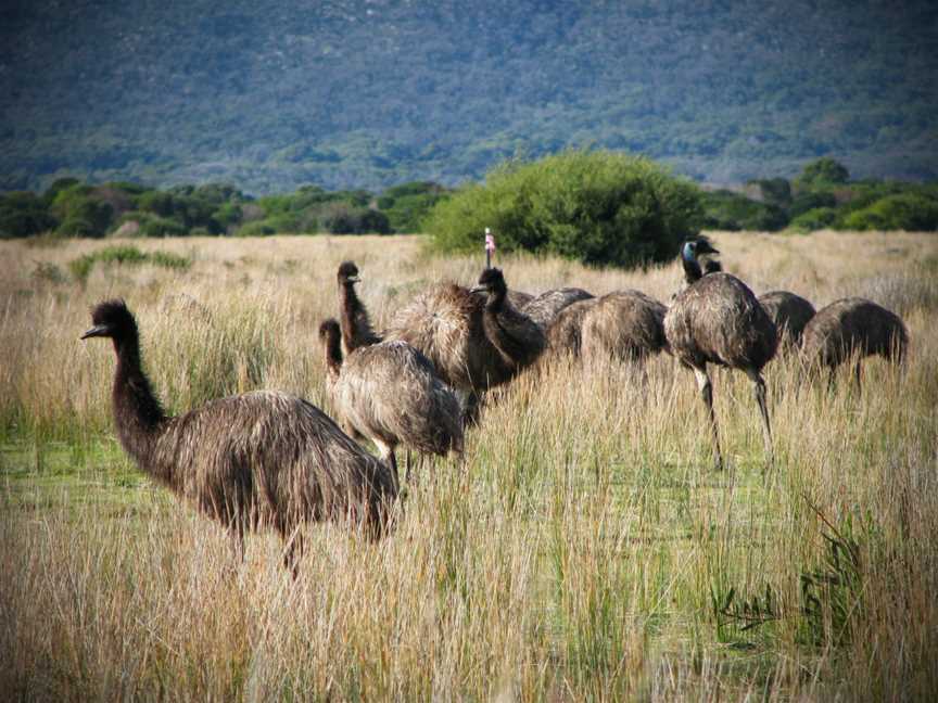 Emus CWilsons Promontory National Park