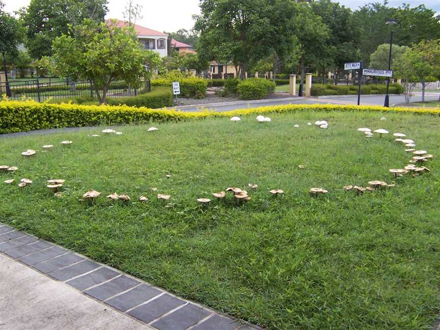 Fairyringonasuburbanlawn1001851