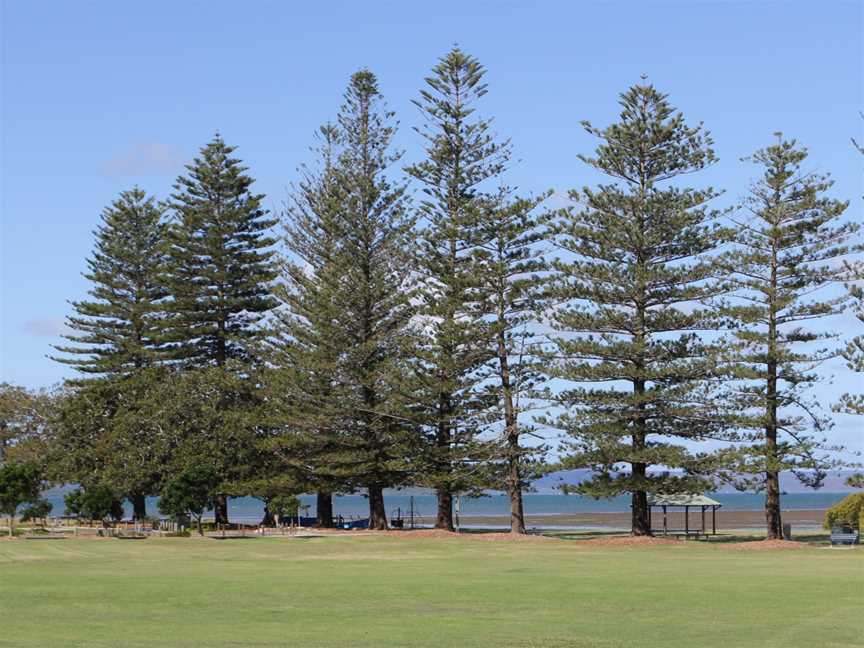 G.J. Walter Park Araucaria heterophylla trees.jpg