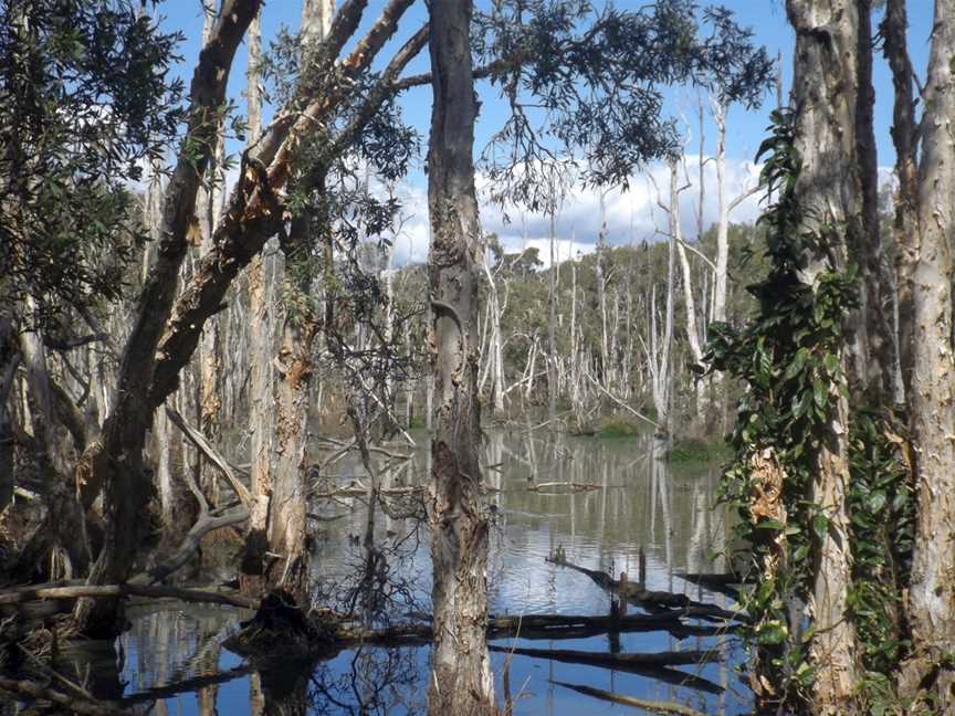 Black Duck Creek Murumba Downs, Queensland.jpg