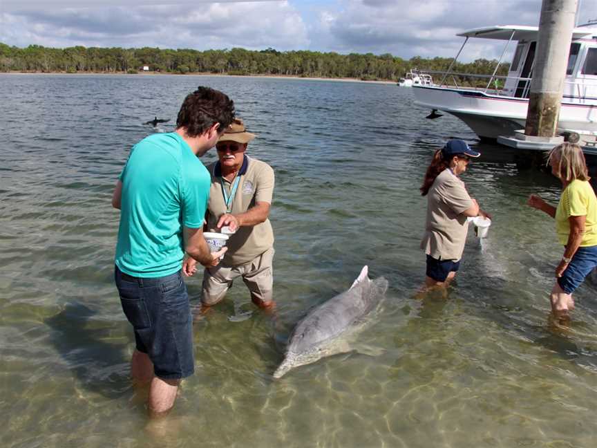 Dolphin Feeding at Tin Can Bay.jpg