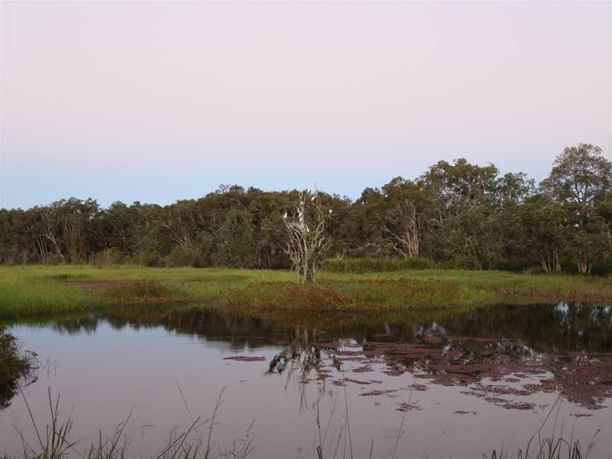 Lascar Abattoir Swamp (4560467504).jpg