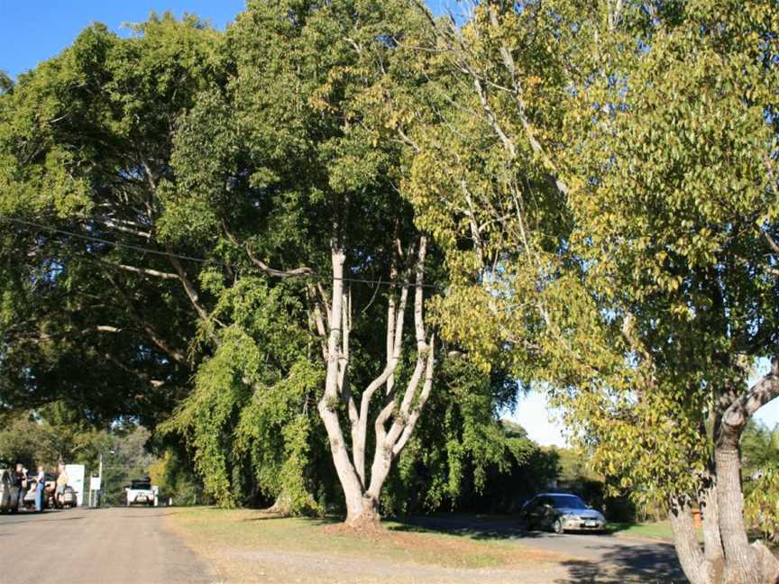 Anzac Avenue Memorial Trees (2007).jpg