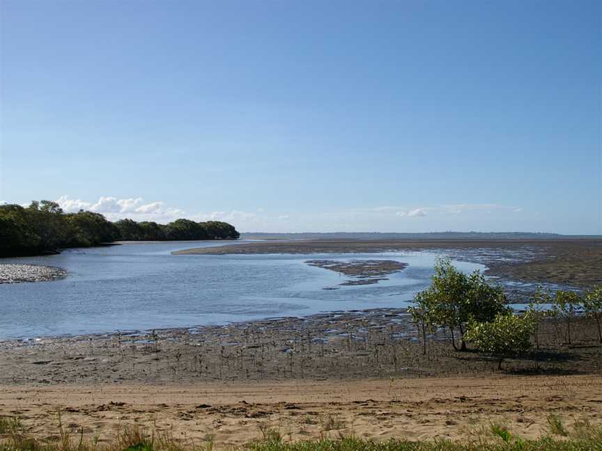 Avicenniamarinaseedlings CNudgee Creekmouth CNudgee Beach Bramble Bay Queensland IM GP0956