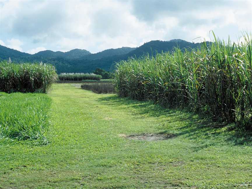 View of Sugar Yield Decline Joint Venture, crop rotation experiment, Feluga (near Tully), Queensland, 2007.jpg