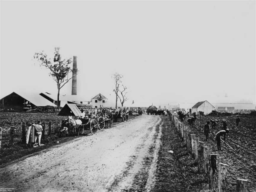 State Lib Qld1170743 Roadthrough Te Kowai Sugar Mill CMackay CQueensland Cca.1880