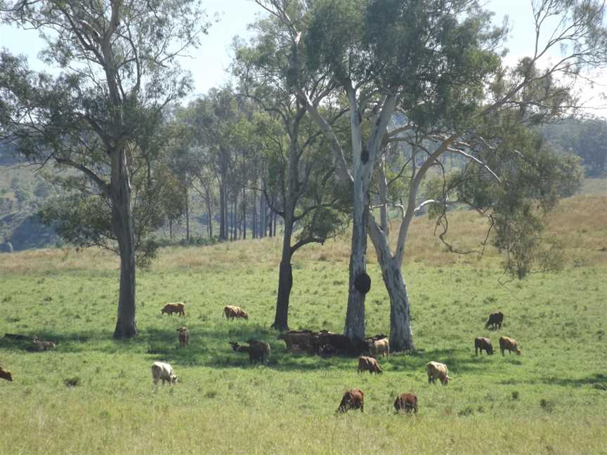 Paddocks along The Hollows Road at Josephville, Queensland 2.jpg