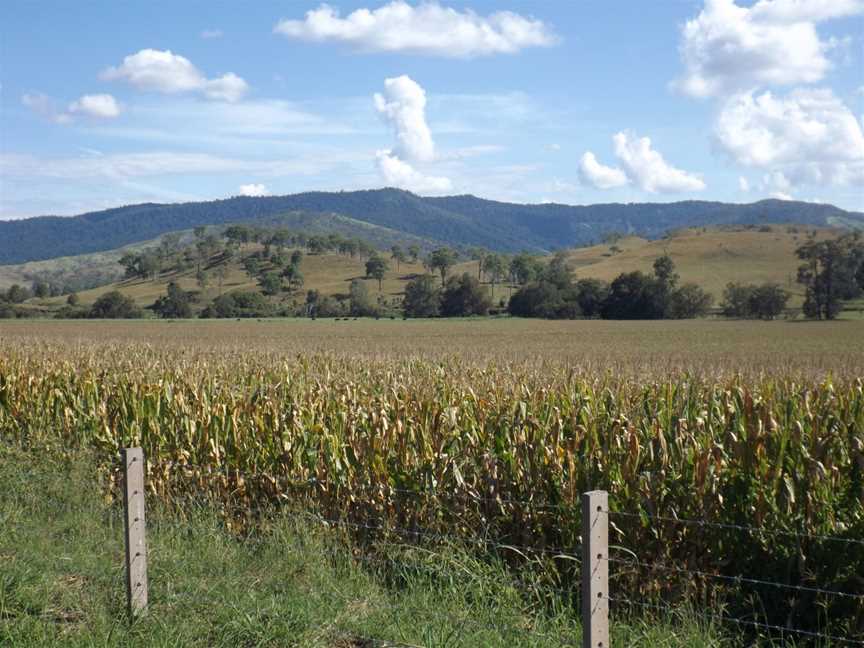 Corn crop at Running Creek, Queensland.jpg
