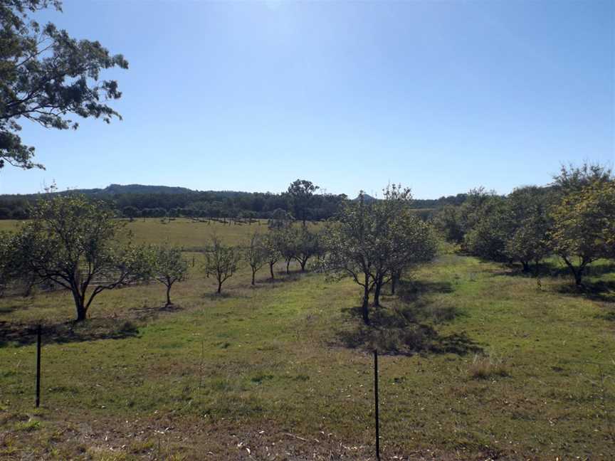 Olive orchard Bracalba Queensland.jpg