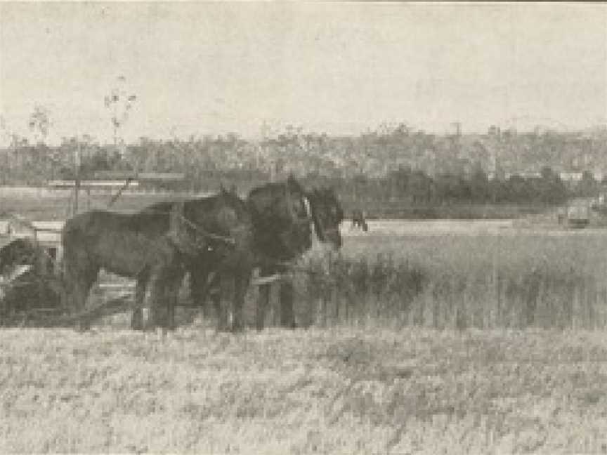 Reaping the wheat, Keleher brothers farm, North Mondure, 1919.jpg