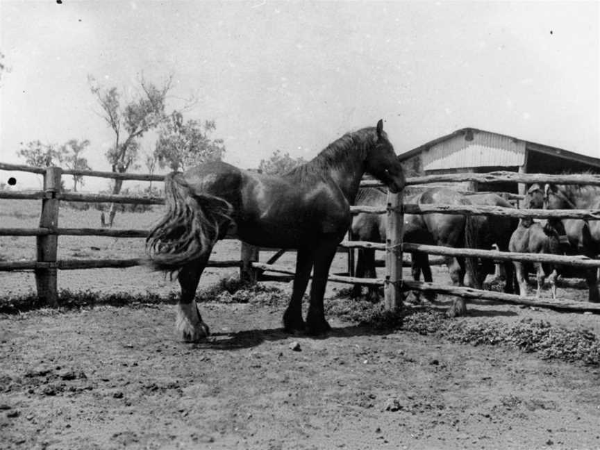 Horses at Surbiton Station in the Alpha district, near Longreach, ca. 1940.jpg