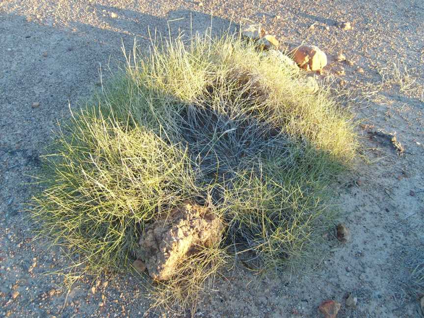 Porcupinegrass(3070916922)