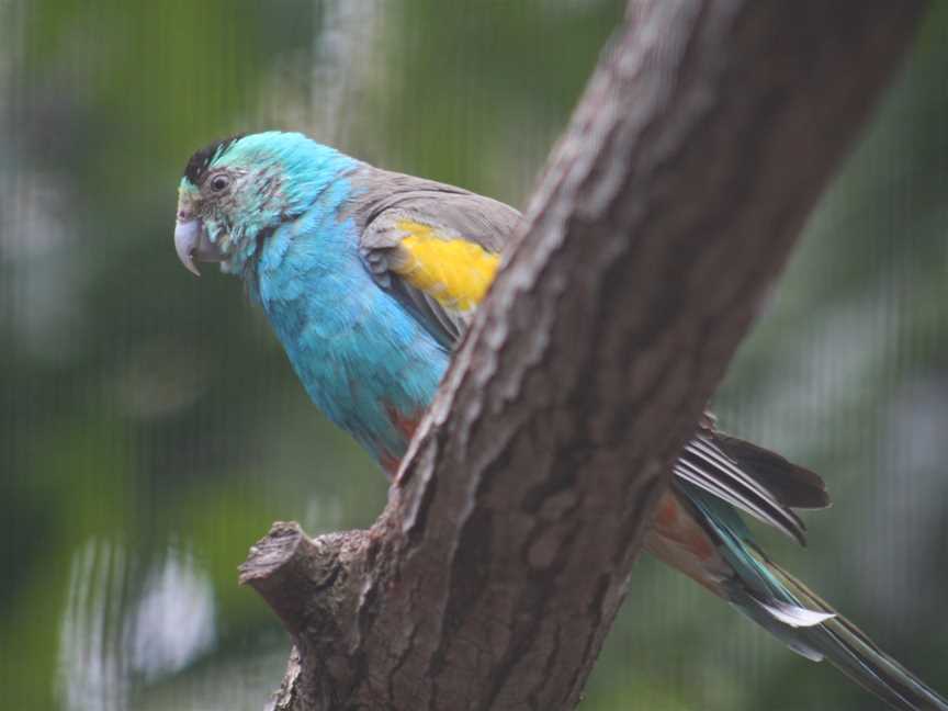 Golden-shouldered Parrot (Psephotus chrysopterygius)-6.jpg