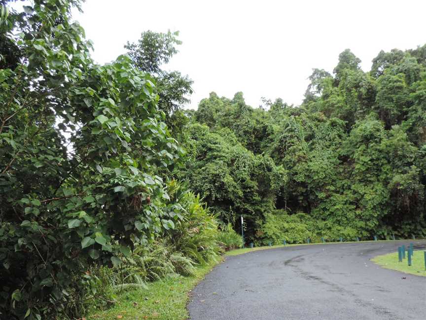 Roadto Josephine Falls CWooroonooran National Park CWooroonooran C201801