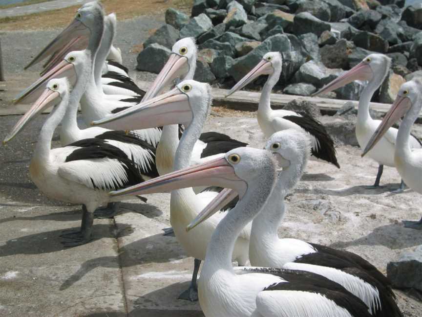 Pelicans Tuncurry NS W