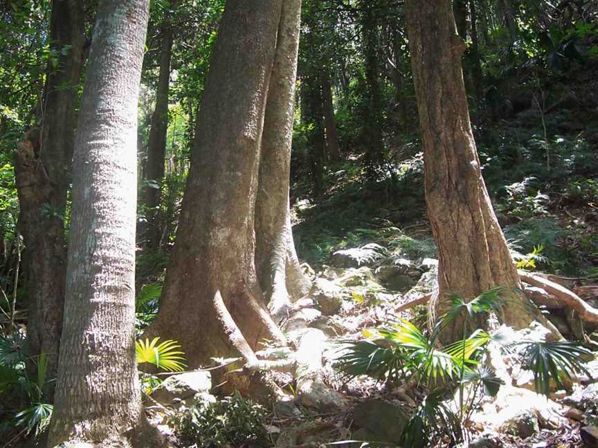 Rainforest Mount Keira Australia