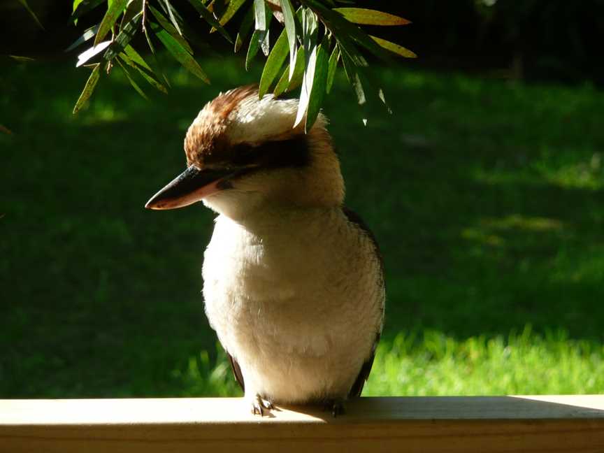 1 Kookabura1