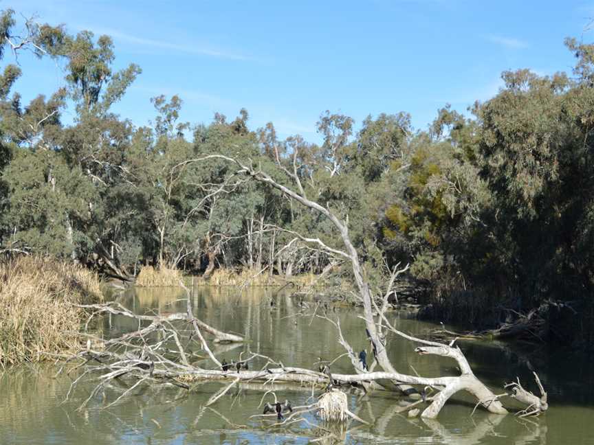 Oxley Lachlan River002