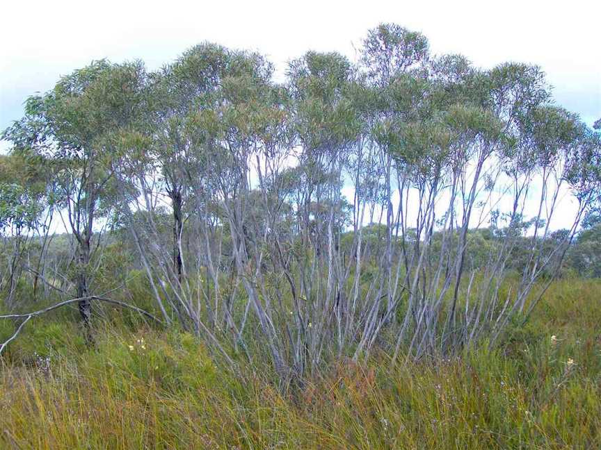 Eucalyptusstricta Woodford