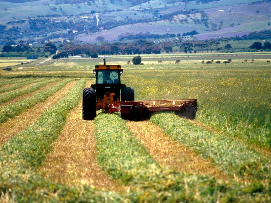 CSIRO ScienceImage 4569 Cutting hay at Aldinga south of Adelaide in South Australia 1992.jpg