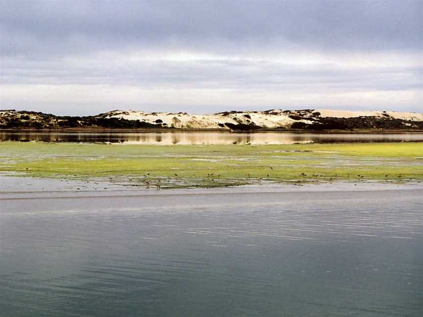 CSIRO ScienceImage 3803 Sand dunes in the Coorong South Australia provide habitat for many key species.jpg