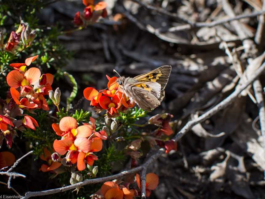 Unknownbutterflyonthe Horsnell Gulleywalk