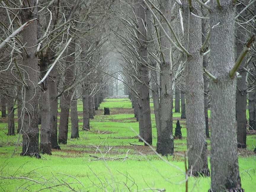 Pinjar Pine Plantation in Nowergup