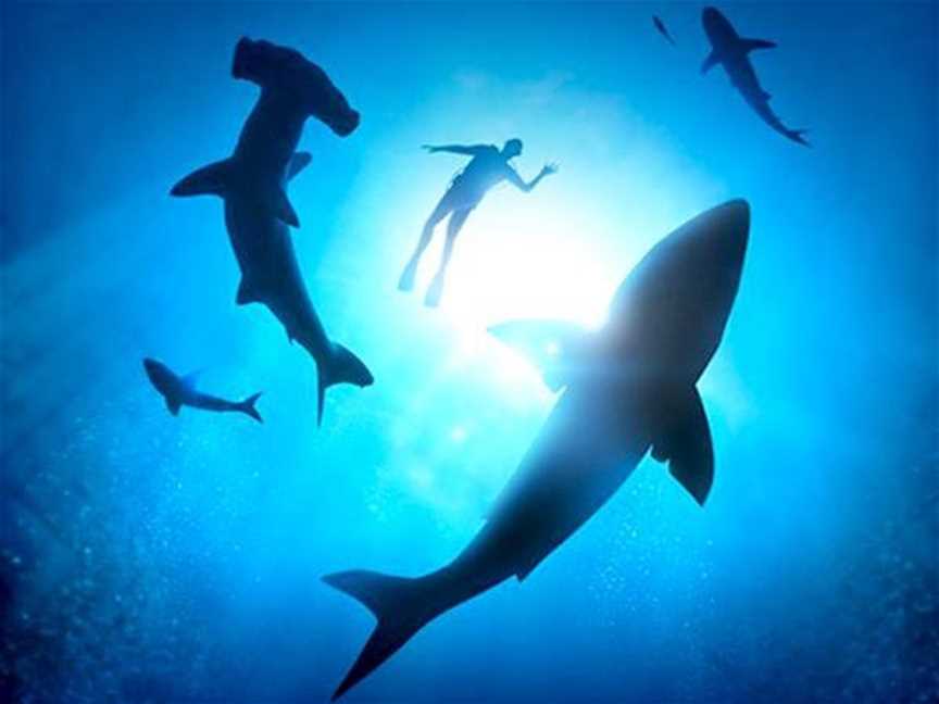 Planet Shark: Predator Or Prey, Events in Fremantle