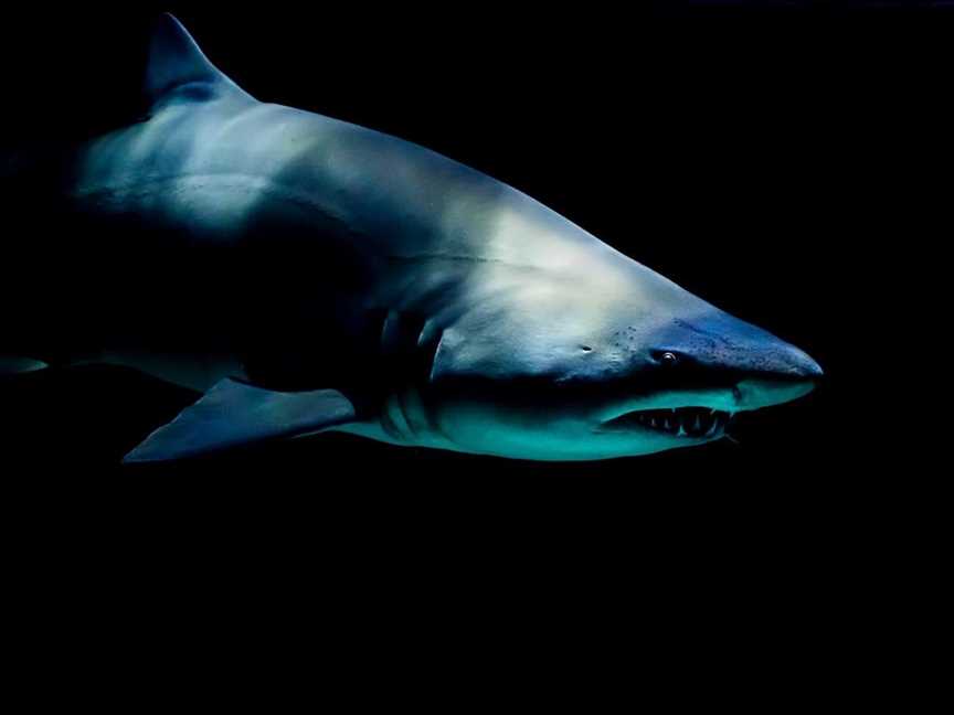 The Rise And Fall Of The Giant Megalodon Shark, Events in Fremantle