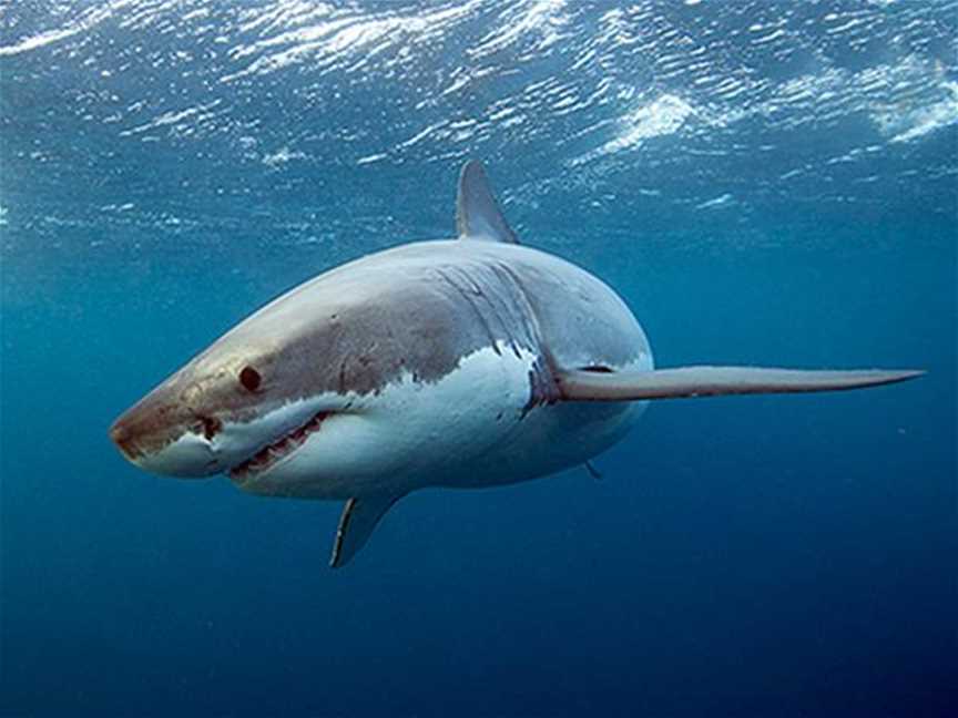 Post Traumatic Shark Syndrome! - Guest Speaker, Events in Hillarys