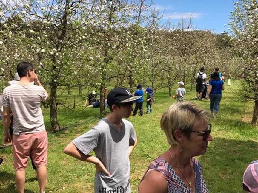 Cider & Blossom Festival, Events in CARMEL