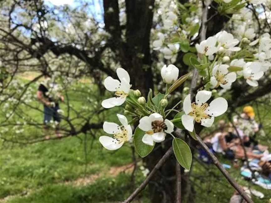 Cider & Blossom Festival, Events in CARMEL